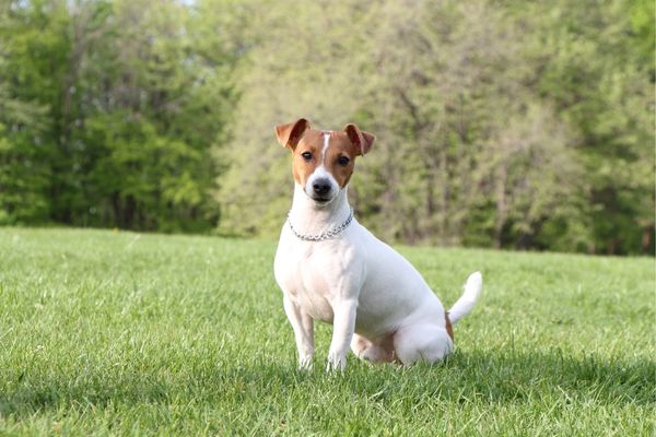 Kurzhaar Hunderasse: Jack Russel Terrier sitzt im Garten