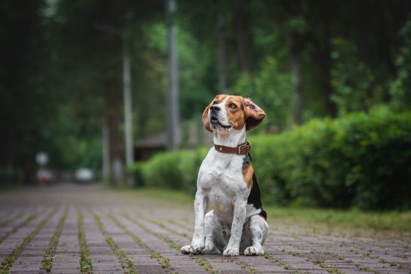 Kurzhaar Hunderassen: Beagle sitzt auf einem gepflasterten Weg