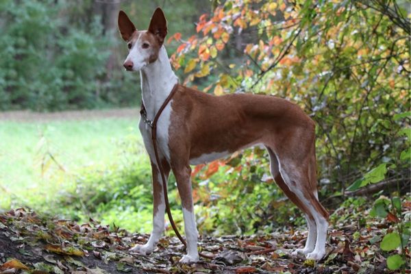 Kurzhaar Hunderassen: Podenco steht im Wald