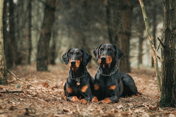 Kurzhaar Hunderassen: Zwei Dobermänner liegen im Wald