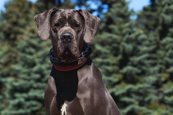 Kurzhaar Hunderassen: Deutsche Dogge schaut in die Kamera