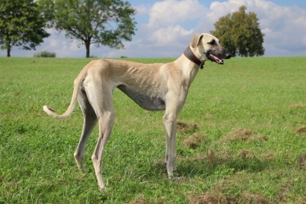 Windhund auf einer Wiese