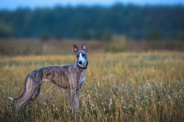 Windhunderassen von A bis Z: Whippet