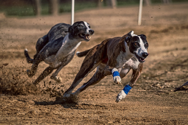 Windhunderassen von A bis Z: Greyhound