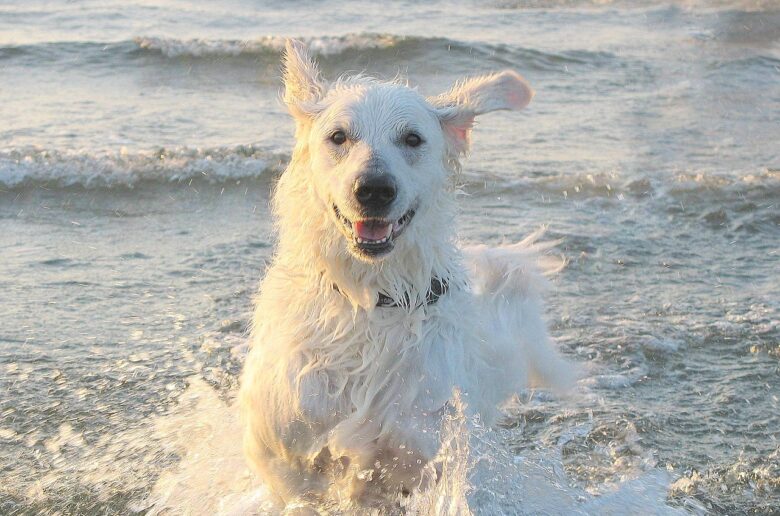 Kuvasz