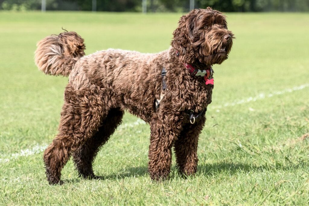 Labradoodle: Hund steht auf Sportfeld