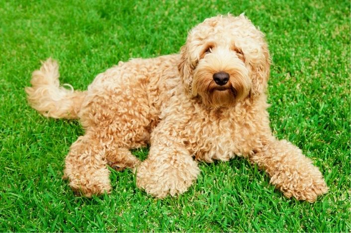 Familienhunde: Labradoodle