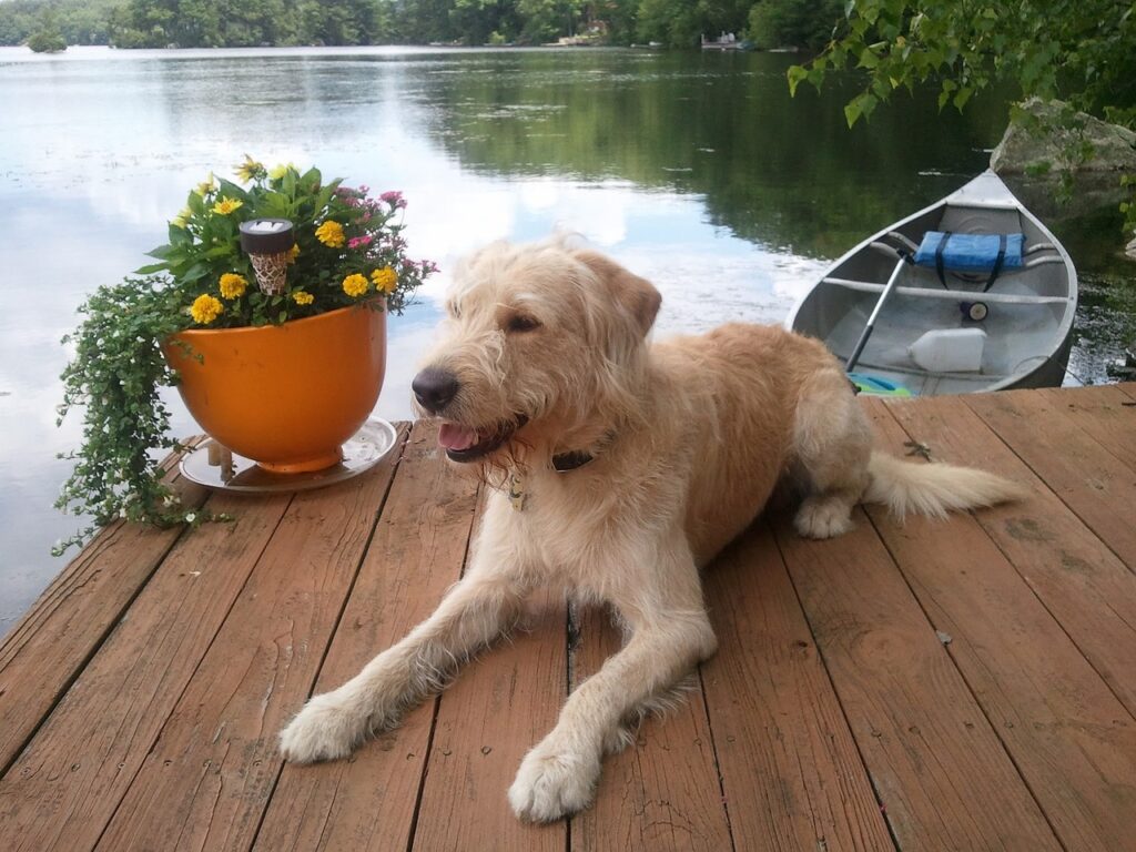 Labradoodle am Wasser mit Boot