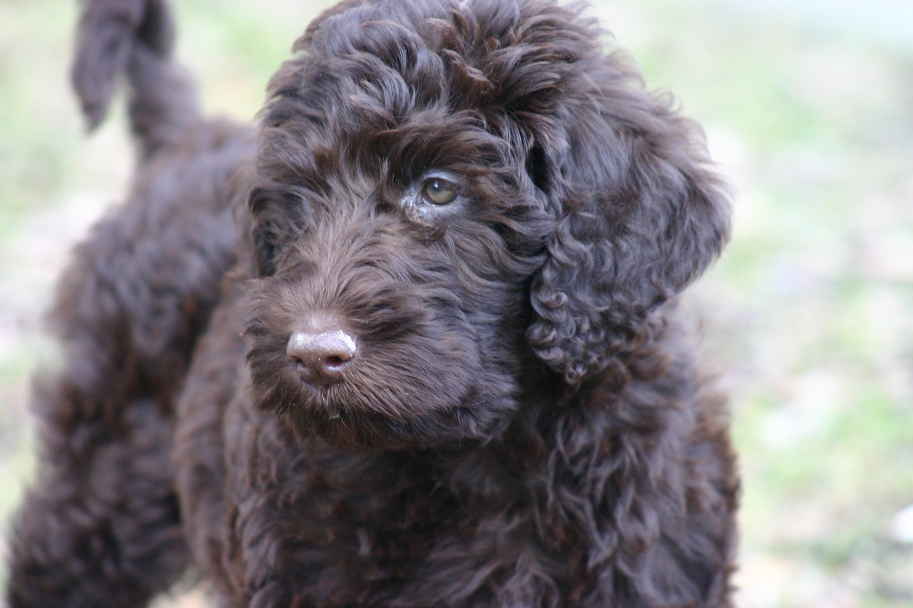 Labradoodle: dunkelbraun Kopf Auge seitlich