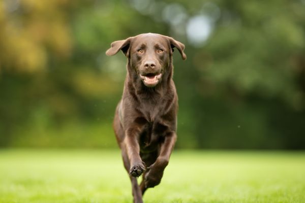 Labrador im Lauf