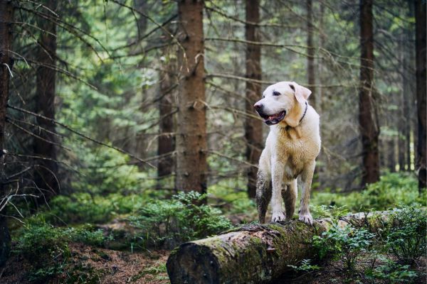 Labrador im Wald