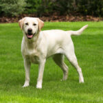 Labrador Retriever auf Wiese