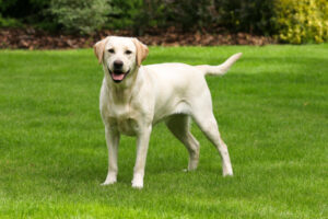 Labrador Retriever auf Wiese