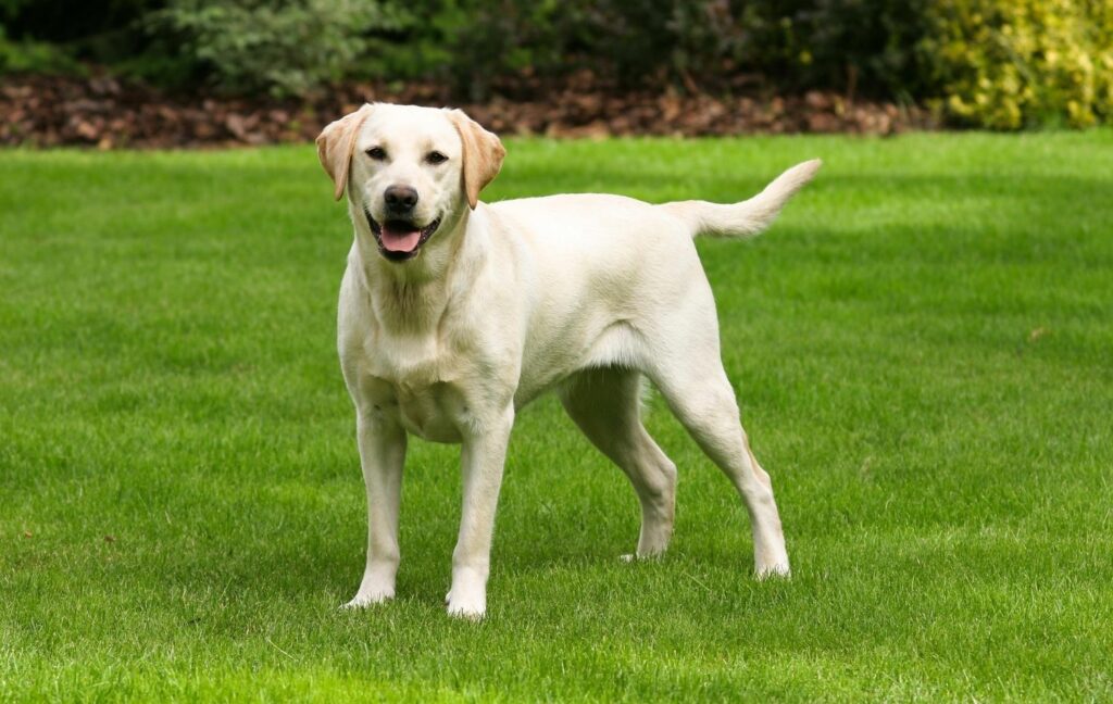 Anhängliche Hunderassen: Labrador Retriever auf Wiese