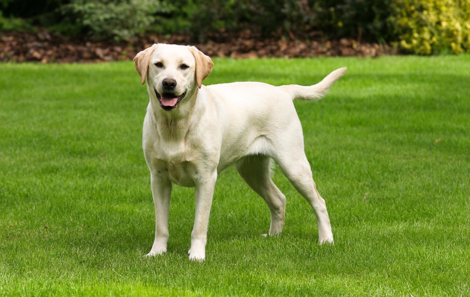 Anhängliche Hunderassen: Labrador Retriever auf Wiese