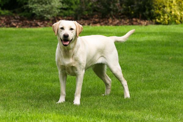 Labrador Retriever auf Wiese