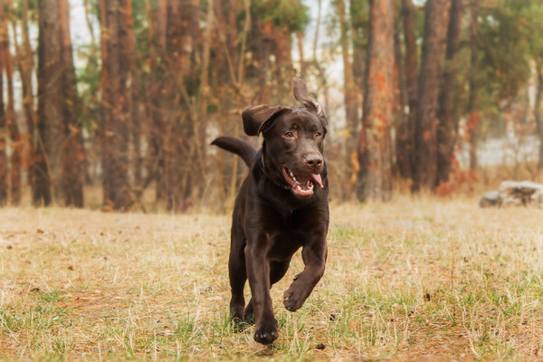 Labrador Retriever