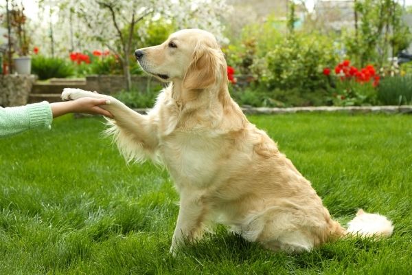 Hund hebt Pfote: Labrador Retriever mit einem Menschen