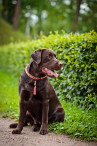 Labrador Retriever im Sitzen