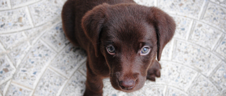 Die 22 süßesten Hunderassen der Welt mit Bild