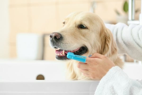 Zähne putzen beim Labrador