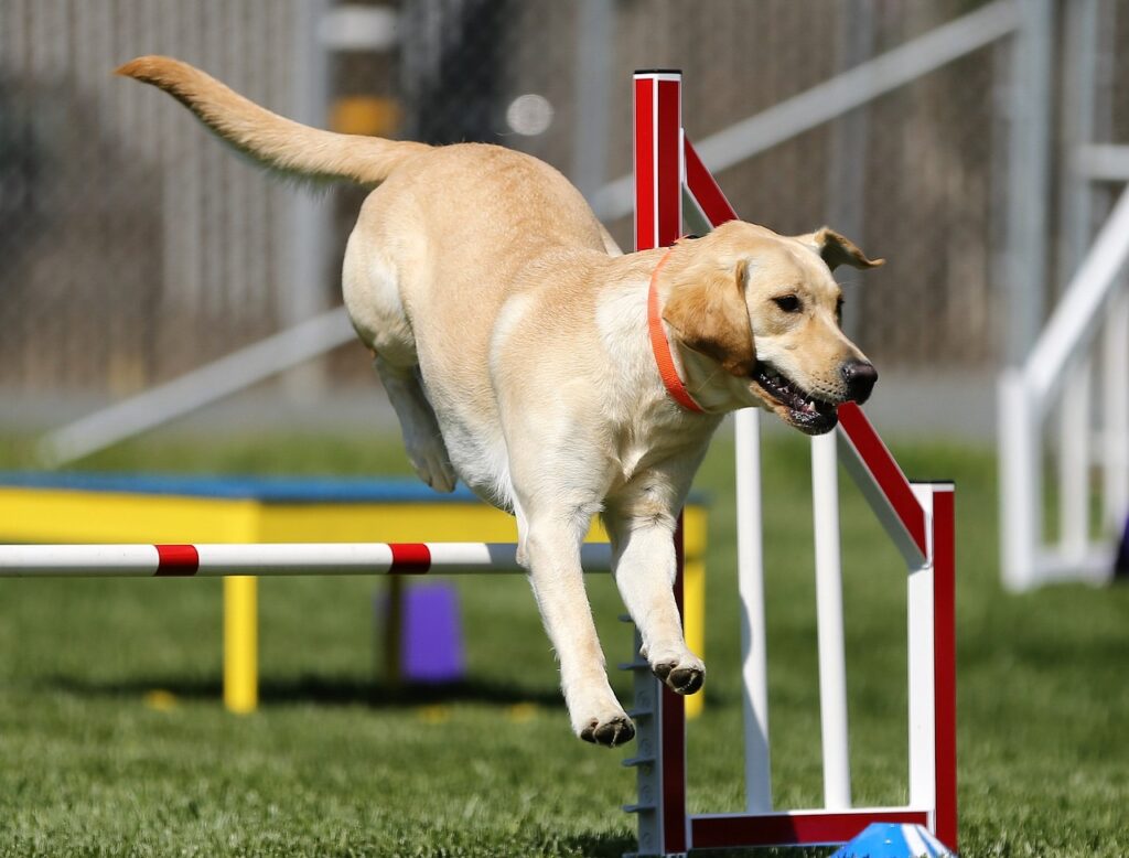 Labrador Retriever beim Hundesport