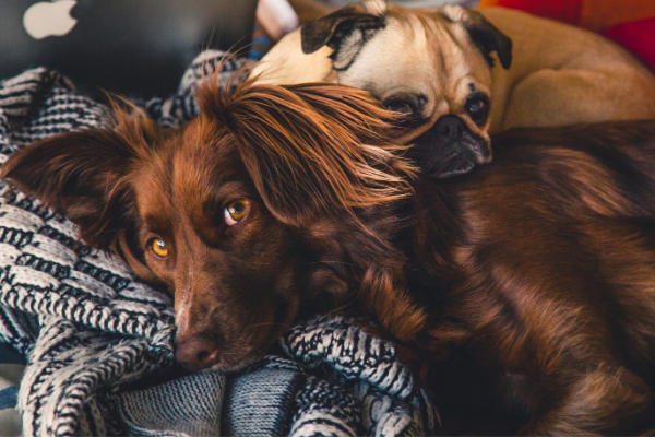 Läufigkeit der Hündin: Hunde liegen und schlafen