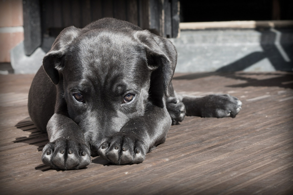 Läufigkeit Hündin: Hund liegt und guck traurig