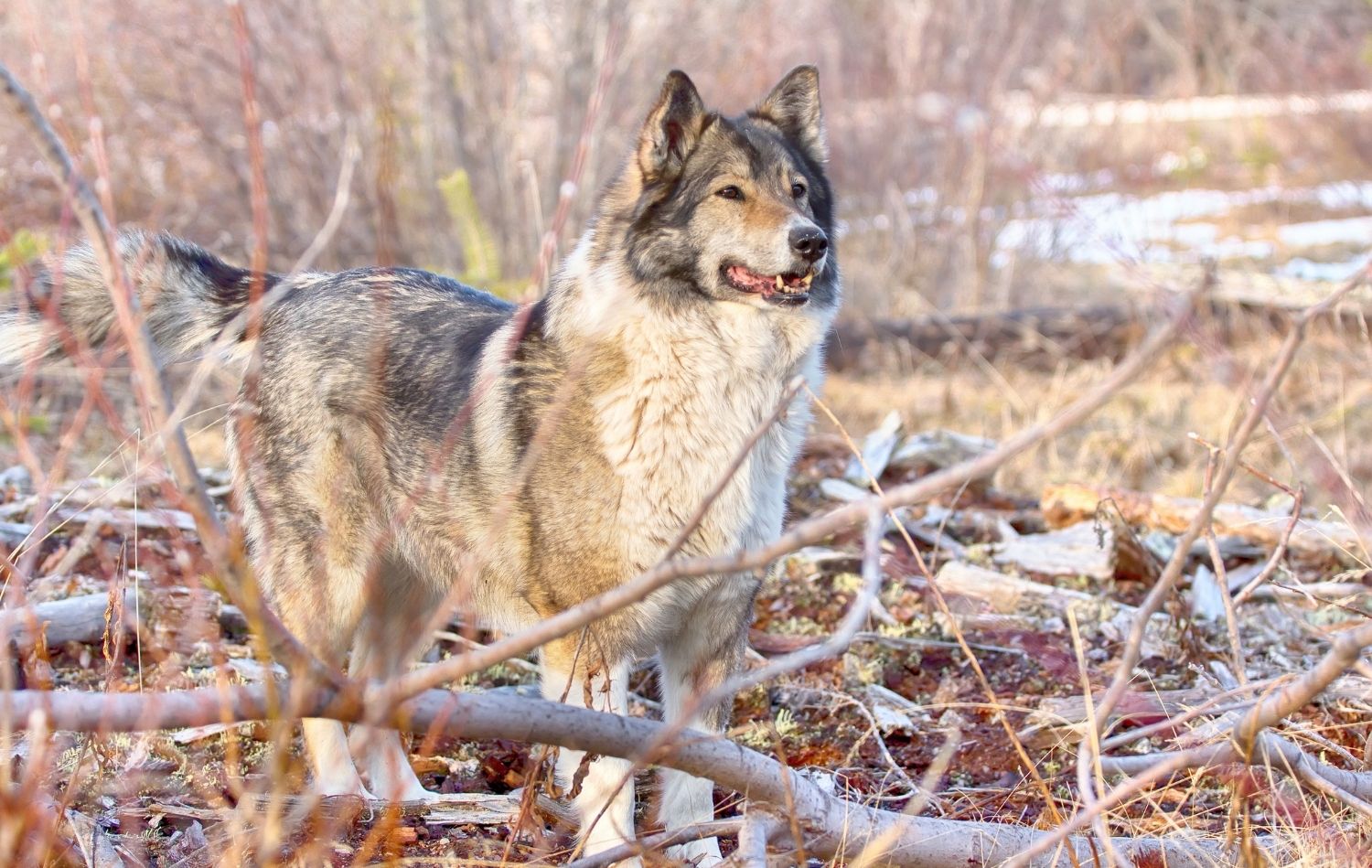 Laika von vorne