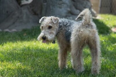 Lakeland Terrier auf Rasen