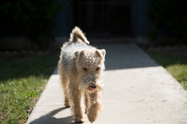 Lakeland Terrier im Lauf