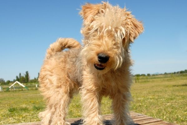 Lakeland Terrier Welpe