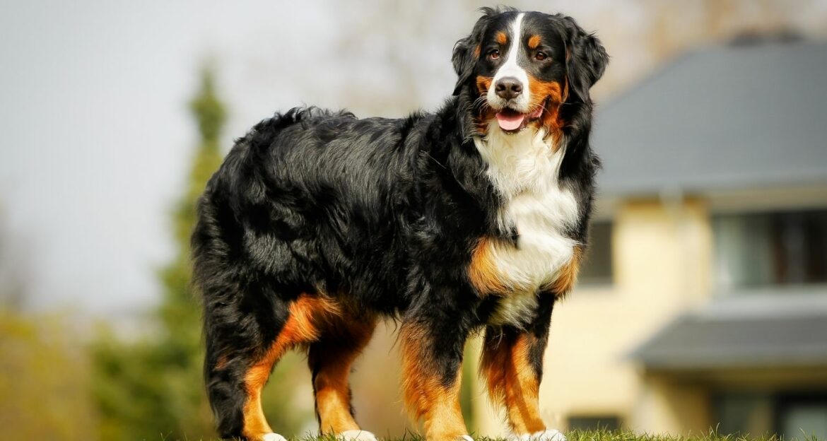 Wieviel Frisst Ein Berner Sennenhund Am Tag Berner Sennenhund - Steckbrief, Charakter, Wesen und Haltung