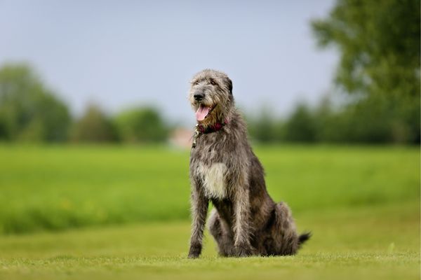 Windhunderassen von A bis Z: Irischer Wolfshund