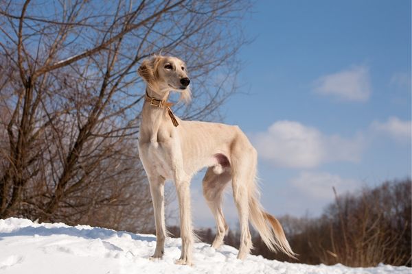 Windhunderassen von A bis Z: Saluki