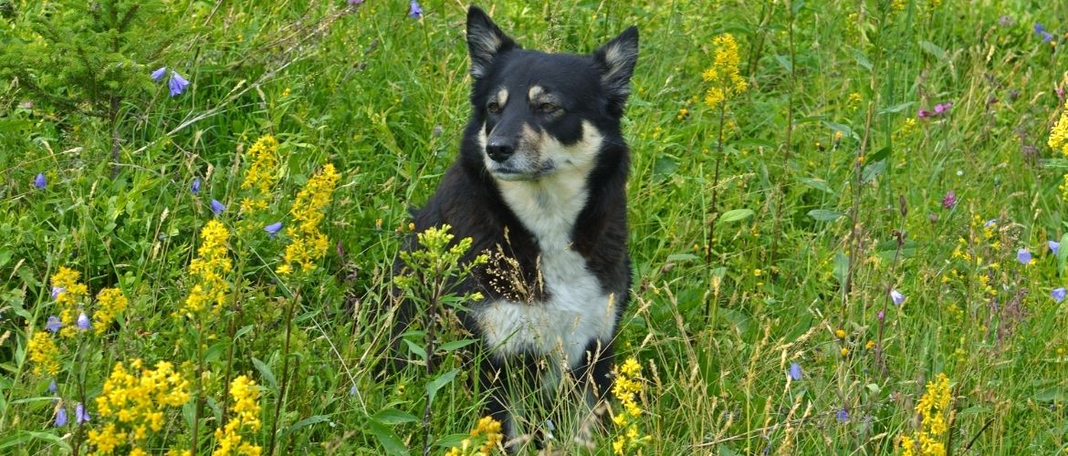 Lappländischer Rentierhund in der Natur