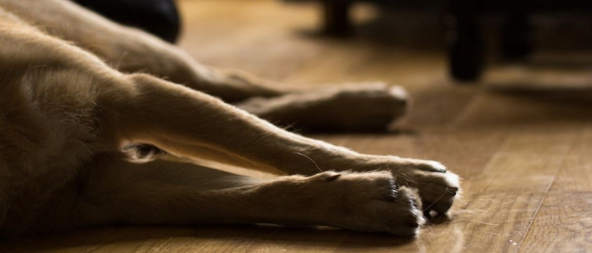 Lebererkrankung Hund - Typische Symptome Ernährungstipps Behandlungsmethoden Jetzt mehr erfahren im edogs Magazin!
