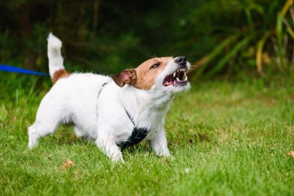Leinenaggression: Hund auf Wiese fletscht Zähne