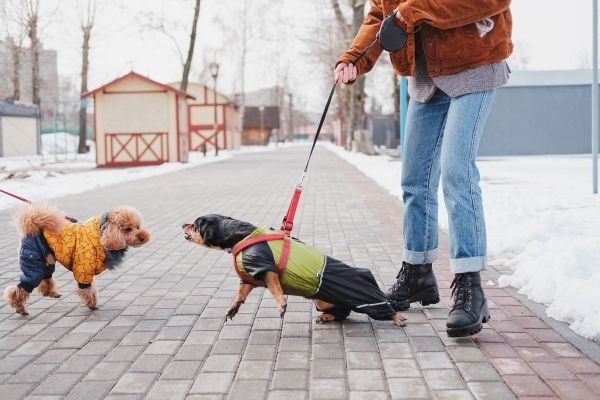 Leinenaggression: Hund bellt anderen Hund an.