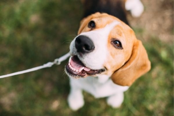 Leinenführigkeit: Hund an Leine