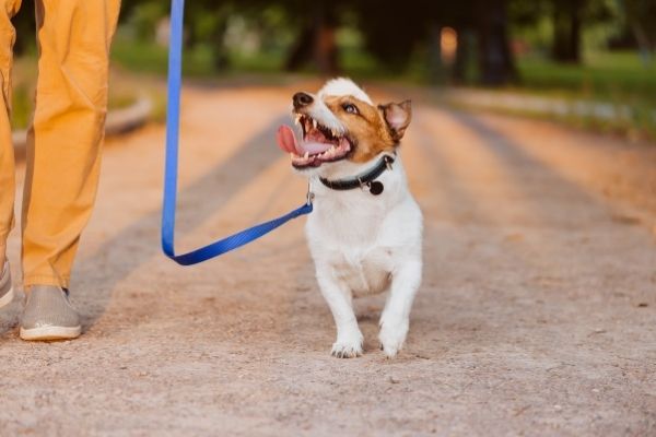 Leinenführigkeit: Hund beim Gassigehen