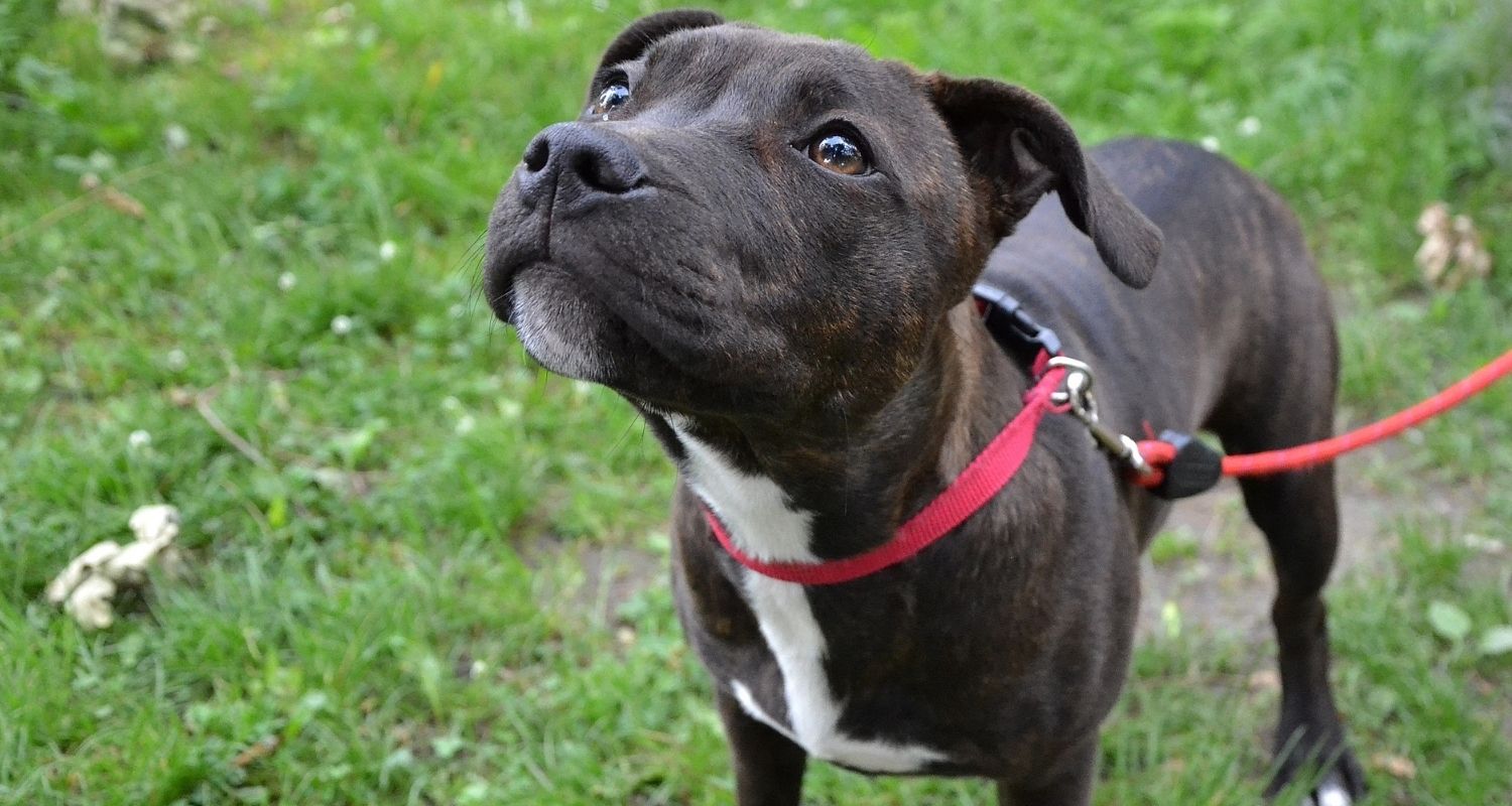 53 Leinenpflicht Für Hunde In Sachsen Anhalt Saphranrot