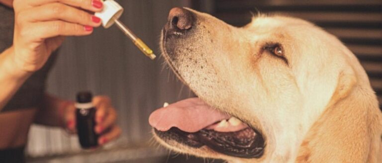 Leinöl für Hunde  – Wirkung, Dosierung & Co.