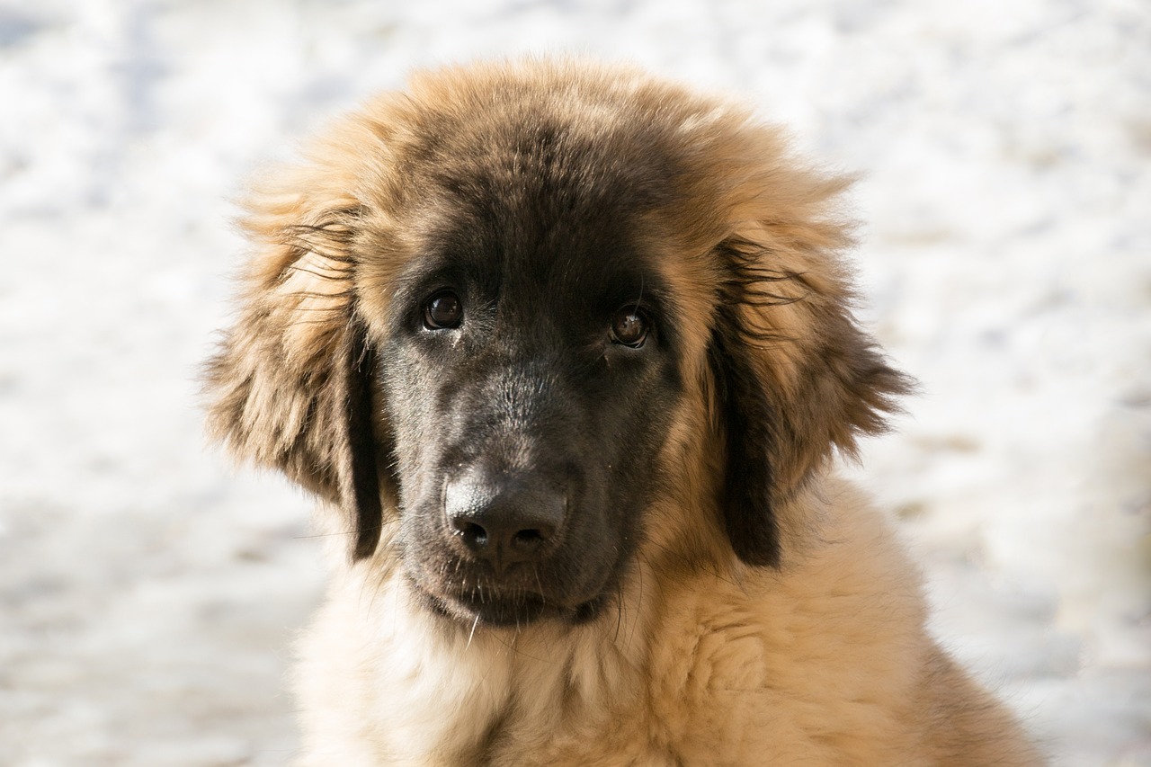 Leonberger