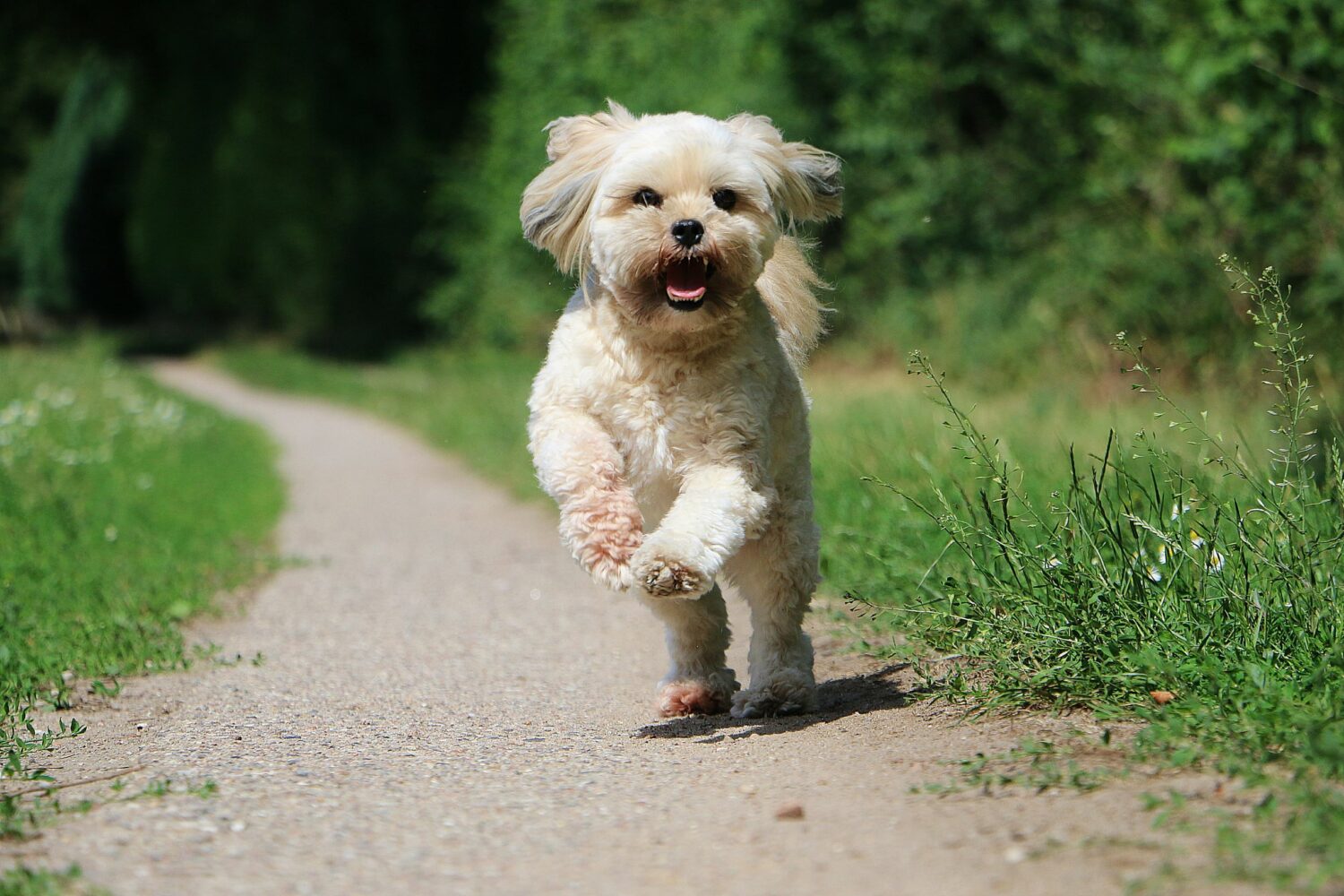 Lhasa Apso in der Natur