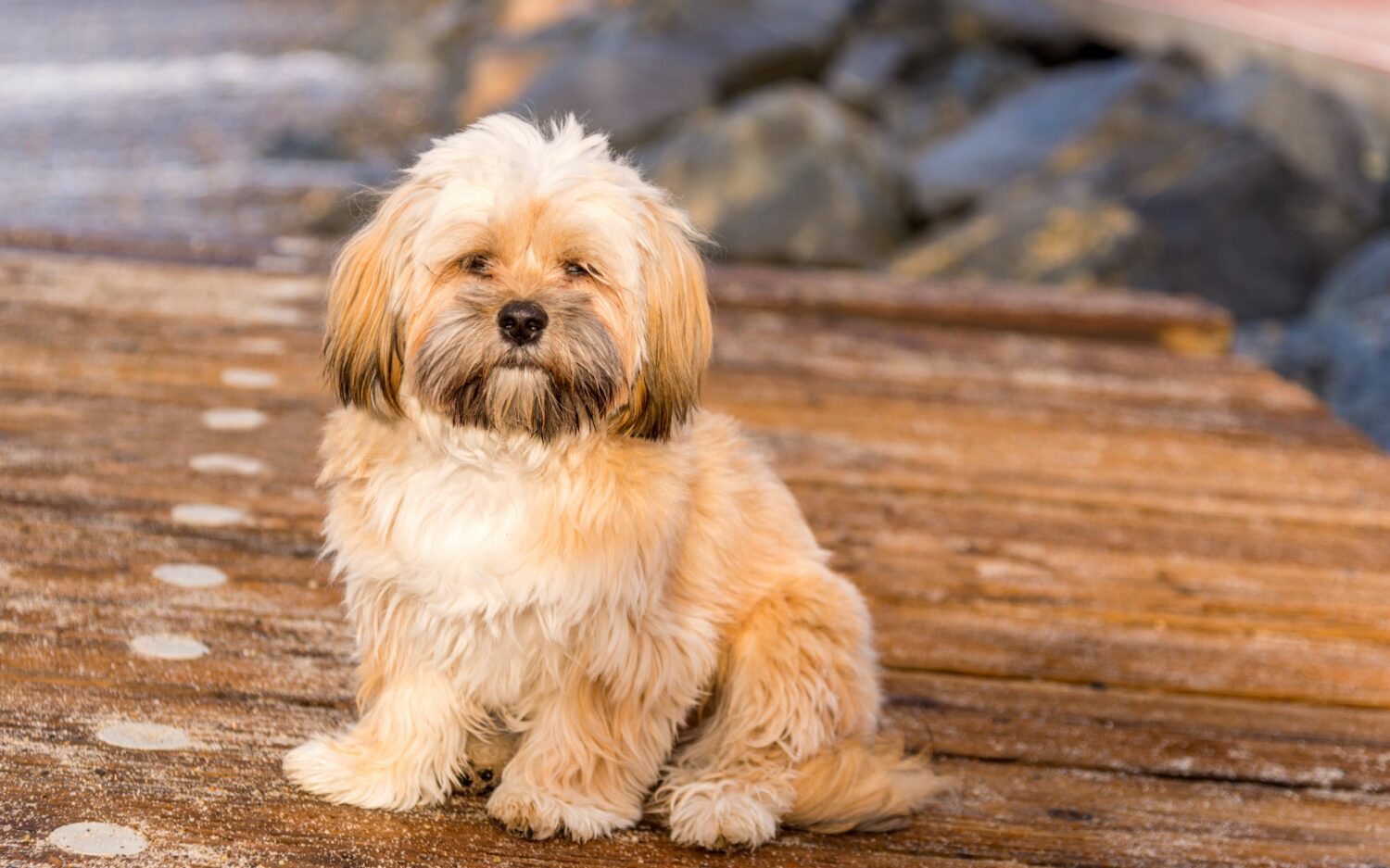 Der Lhasa Apso sollte dem Löwen Buddhas ähneln