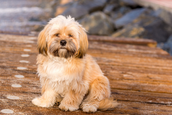 Lhasa Apso im Sitzen