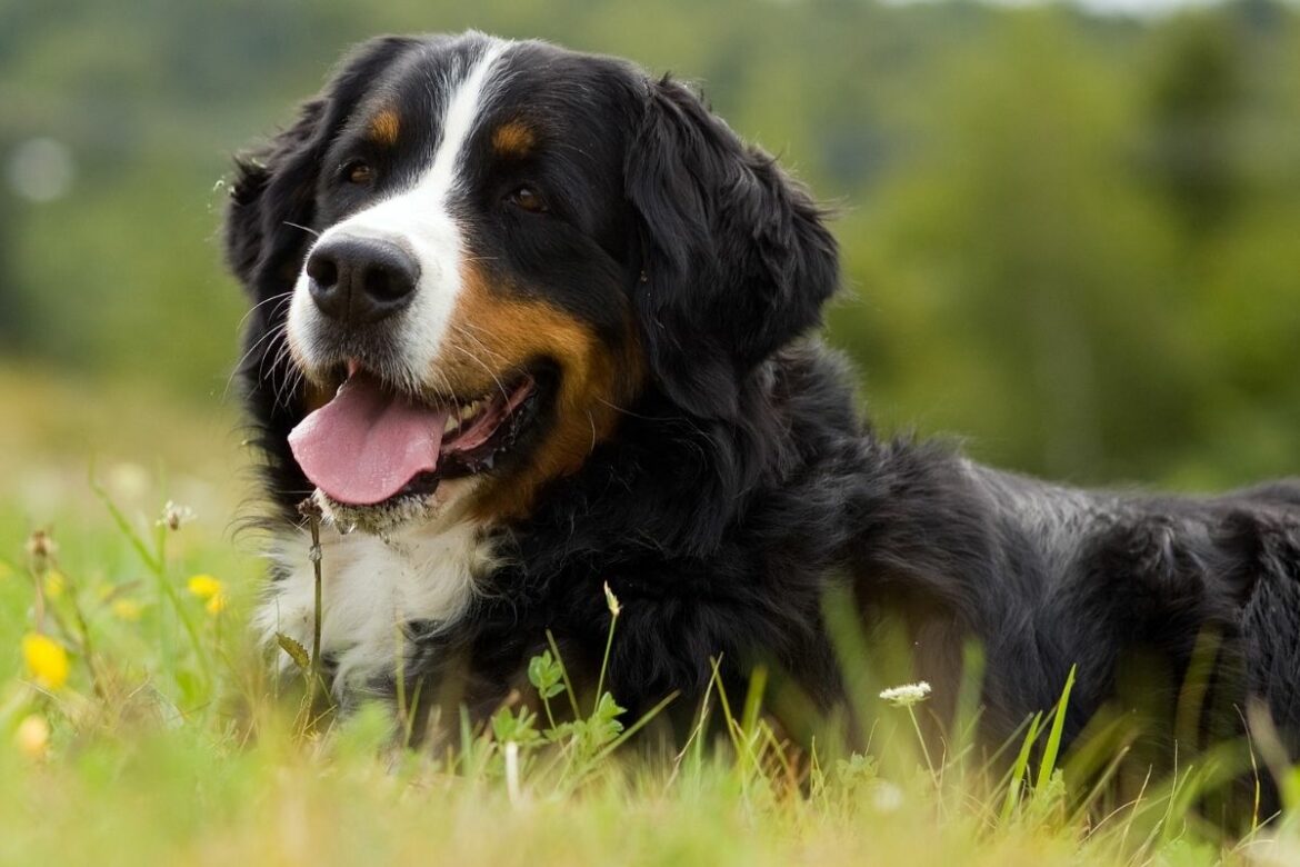 kleine-hunderassen-von-a-z-rasse-bersicht-edogs