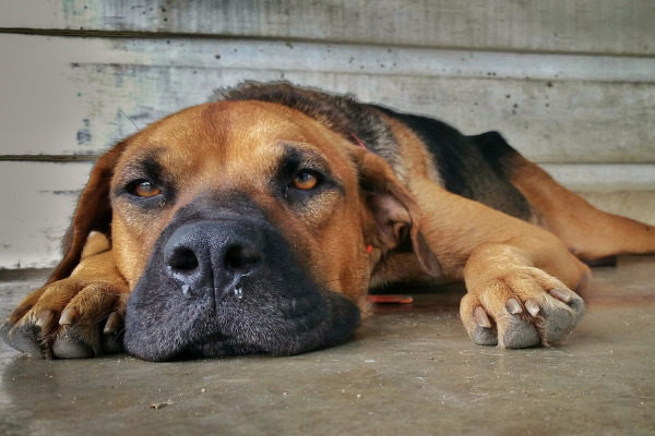 Hunde Liebeskummer: Vierbeiner liegt auf dem Boden und guckt traurig