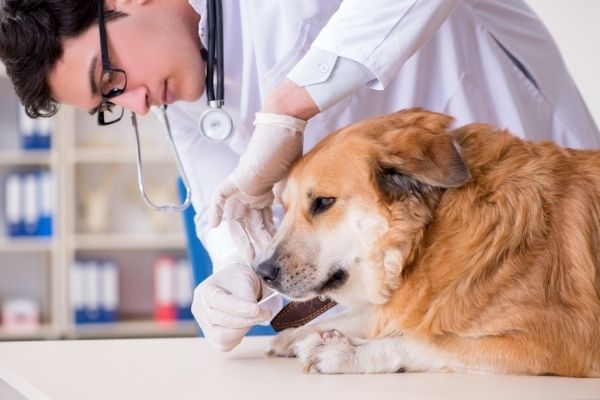 Behandlung von Lipom beim Hund